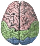 Brain with lobes color-coded: frontal lobe (pink), parietal lobe (green) and occipital lobe (blue)