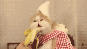 catbanana