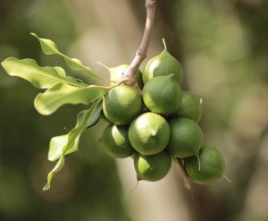 Macadamia nuts on tree. Photo by MorePix.